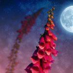 Meaning of the Full Moon of May Meaning of the Full Flower Moon in May