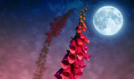 Meaning of the Full Moon of May Meaning of the Full Flower Moon in May