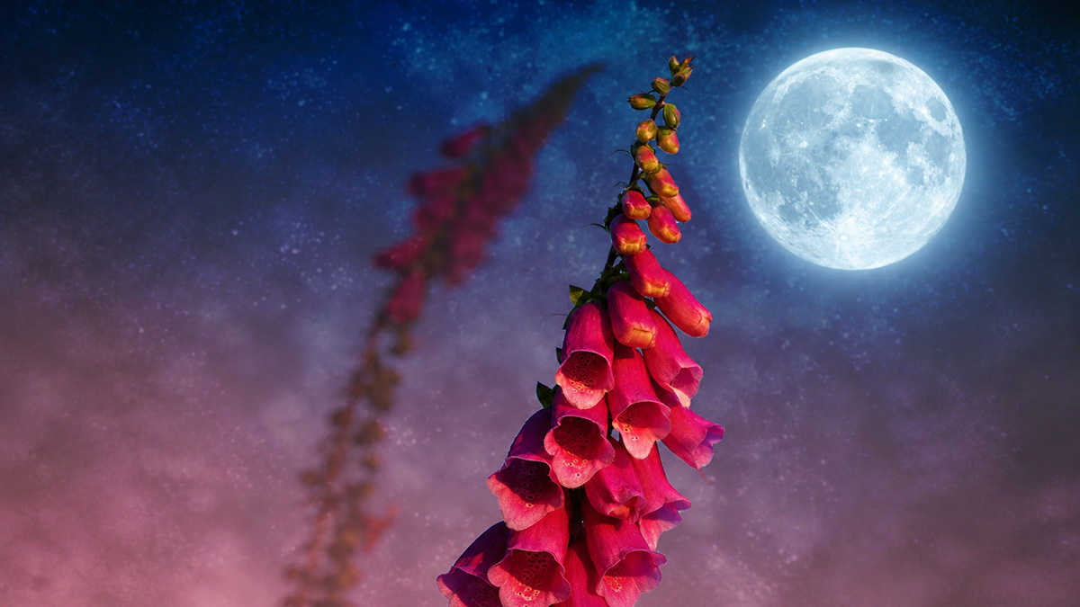 Meaning of the Full Moon of May Meaning of the Full Flower Moon in May