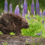 Porcupine Totem in Times of Grief