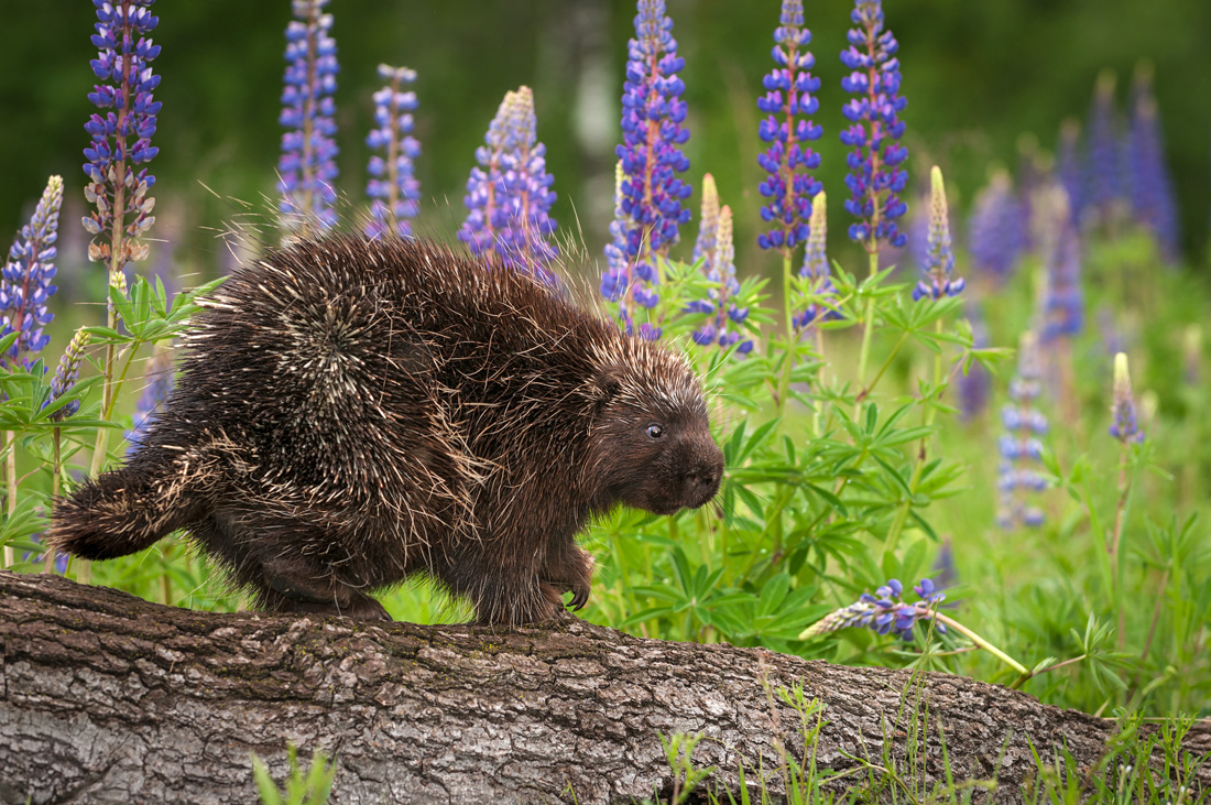 Porcupine Totem in Times of Grief