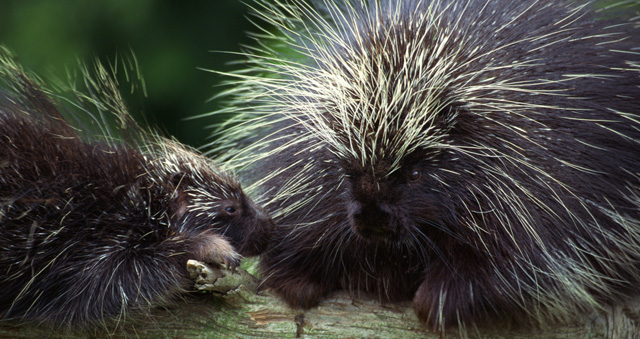 Porcupine Totem in Times of Grief