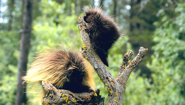 Porcupine Totem in Times of Grief