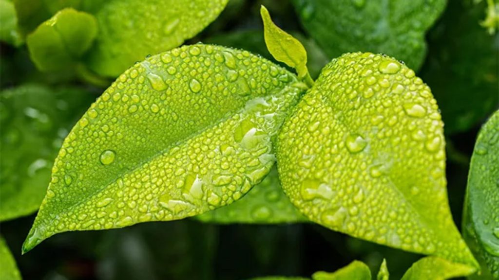 The spiritual meaning of turning over a new leaf