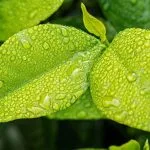 The spiritual meaning of turning over a new leaf