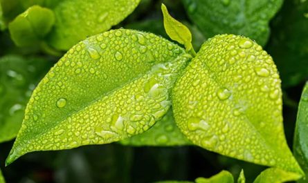 The spiritual meaning of turning over a new leaf