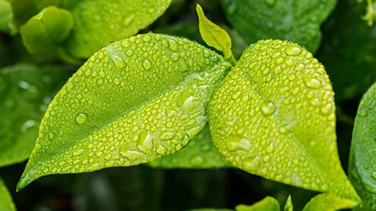 The spiritual meaning of turning over a new leaf