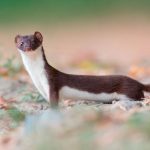 Symbolic Meaning of the Weasel