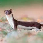 Symbolic Meaning of the Weasel