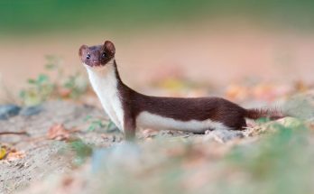 Symbolic Meaning of the Weasel