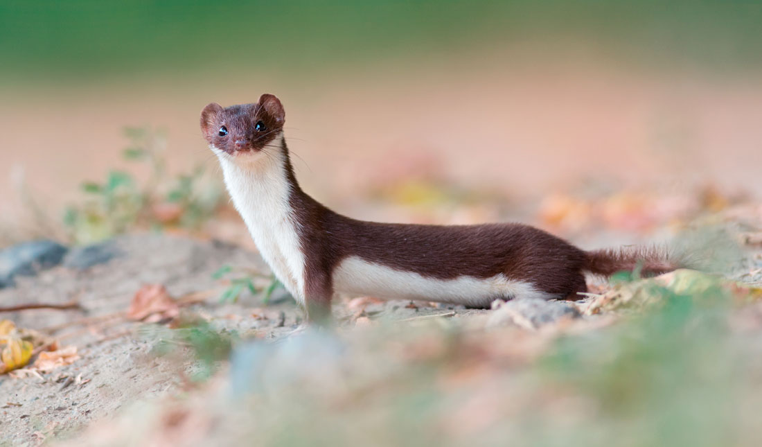 Symbolic Meaning of the Weasel