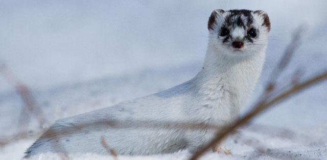 Symbolic Meaning of the Weasel