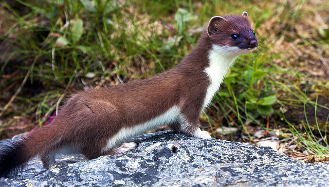 Symbolic Meaning of the Weasel