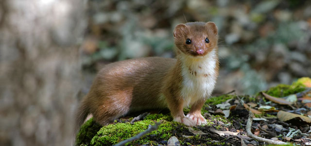 Symbolic Meaning of the Weasel