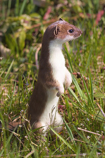 Symbolic Meaning of the Weasel | Messages and Weasel Wisdom | by Avia on  Whats-Your-Sign