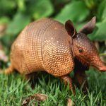 Armadillo Messages and Meaning