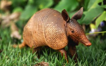 Armadillo Messages and Meaning