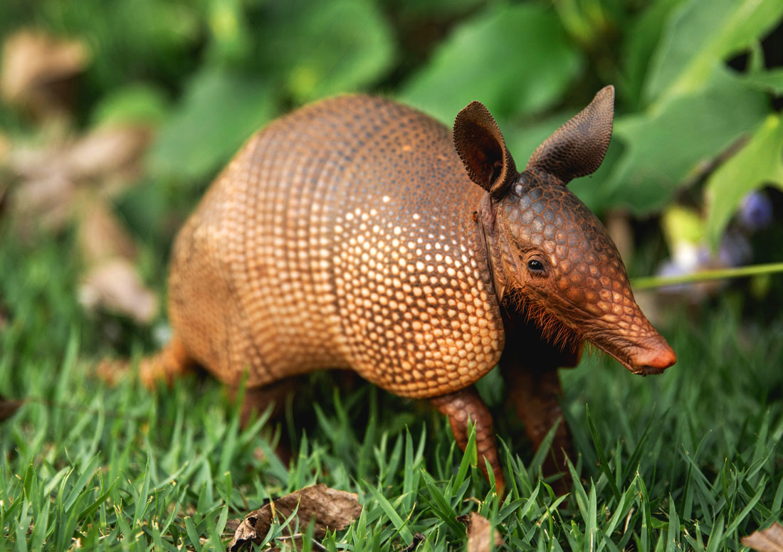 Armadillo Messages and Meaning