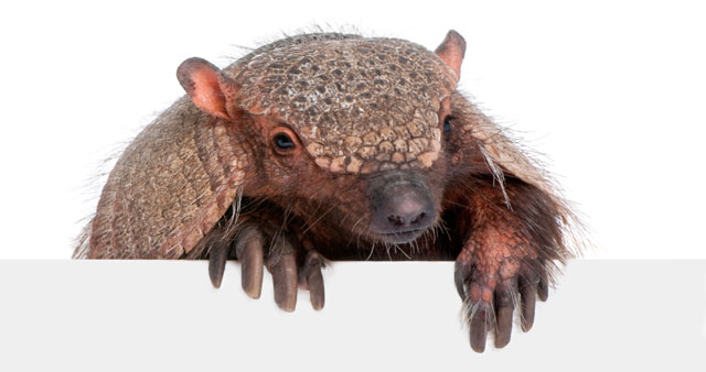 Armadillo Messages and Meaning