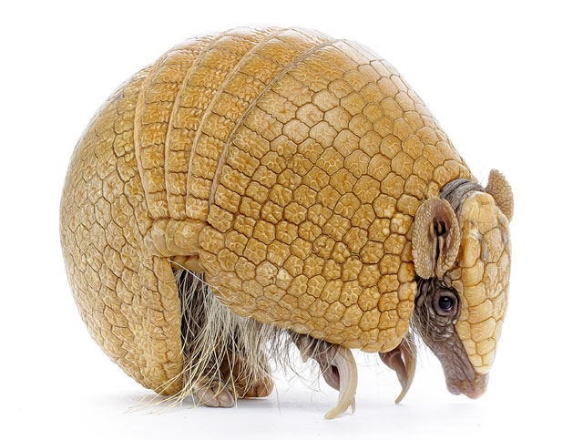 Armadillo Messages and Meaning