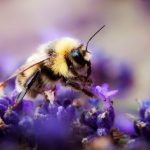 Symbolic Bee Messages