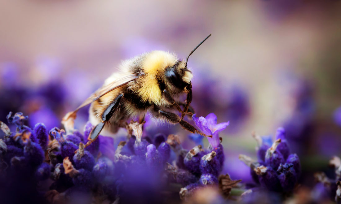 Symbolic Bee Messages