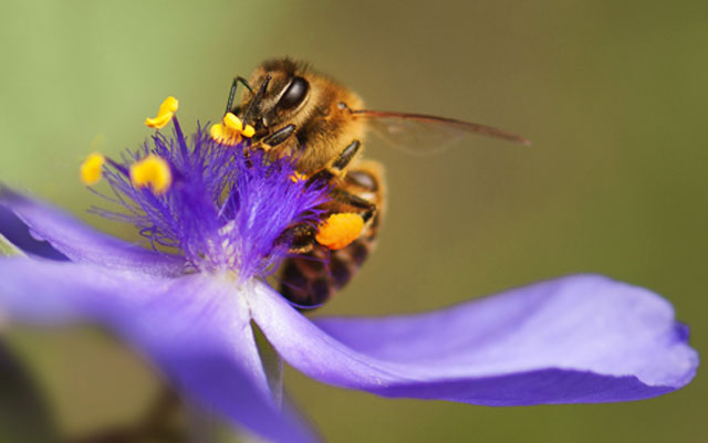 Symbolic Bee Messages