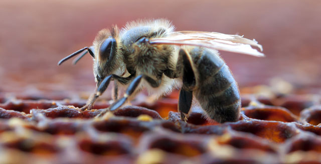 Symbolic Bee Messages