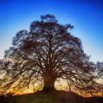 Celebrate Trees Arbor Day Tree Day