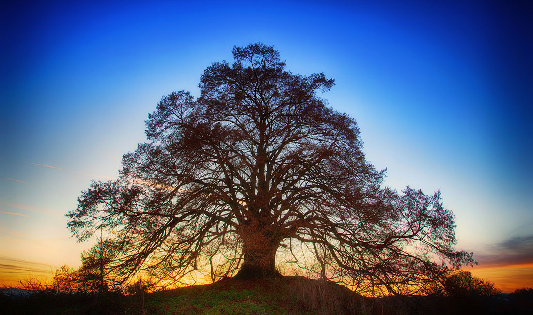 Celebrate Trees Arbor Day Tree Day