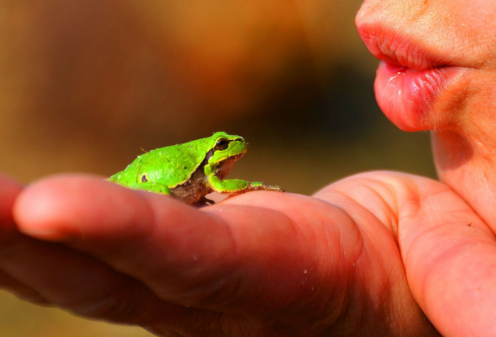 Frogs and Signs of Change