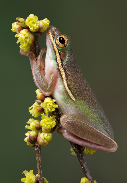 Frogs and Signs of Change