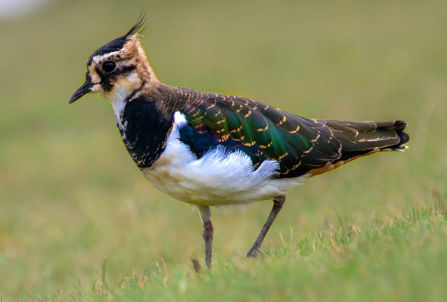 Symbolic Lapwing Meaning