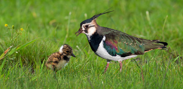 Symbolic Lapwing Meaning