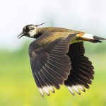 Symbolic Lapwing Meaning