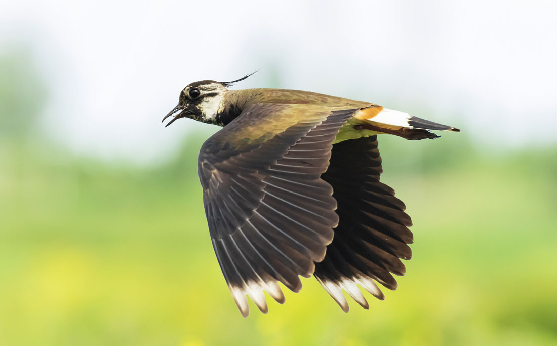 Symbolic Lapwing Meaning