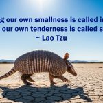 Messages from the Armadillo