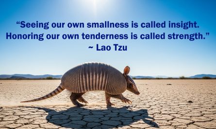 Messages from the Armadillo