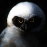 Owl Omens and Meaning