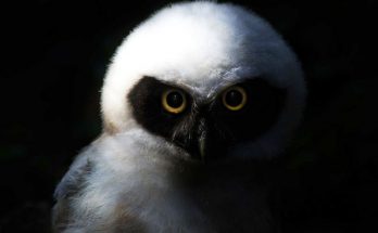 Owl Omens and Meaning