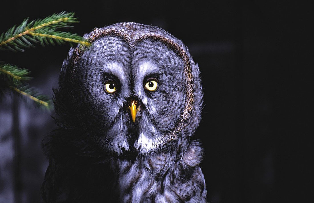 Owl Omens Dispelling Myths About Associations of Death and the Owl
