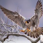 Peregrine Parable Falcon Wisdom