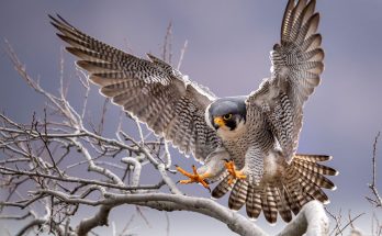 Peregrine Parable Falcon Wisdom