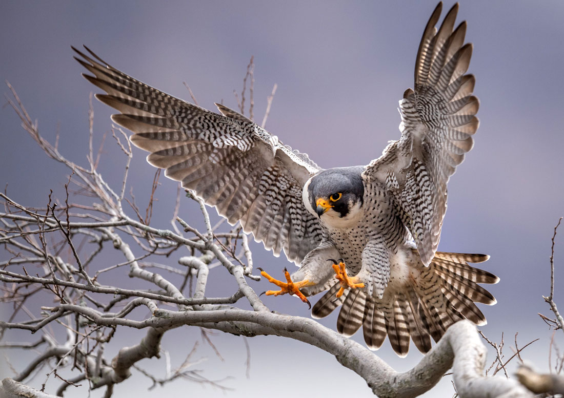 Peregrine Parable