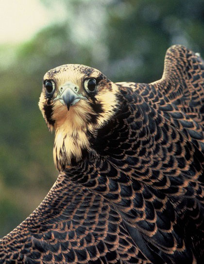 Peregrine Parable Falcon Wisdom