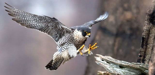 Peregrine Parable Falcon Wisdom