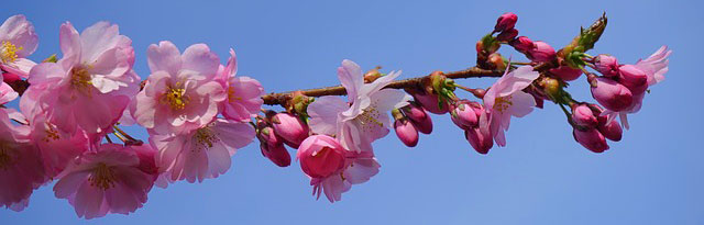 Samurai Symbol for Strength and Cherry Blossom Meaning