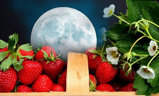 Strawberry Moon Meaning Full Moon of June