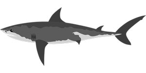 Nature's Symbols for Survivor - Shark