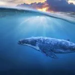 Autobiography of a Whale and Whale Messages